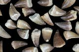 Lot: - Fossil Mosasaur Teeth - Pieces #92384-1